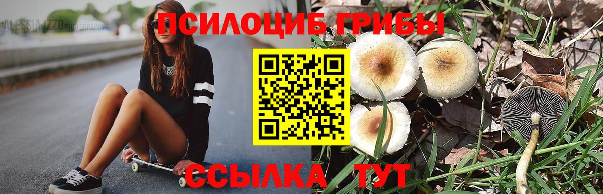 Псилоцибиновые грибы Psilocybe Одинцово
